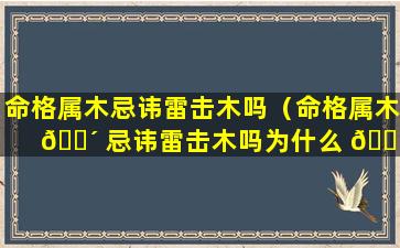 命格属木忌讳雷击木吗（命格属木 🐴 忌讳雷击木吗为什么 🐛 ）